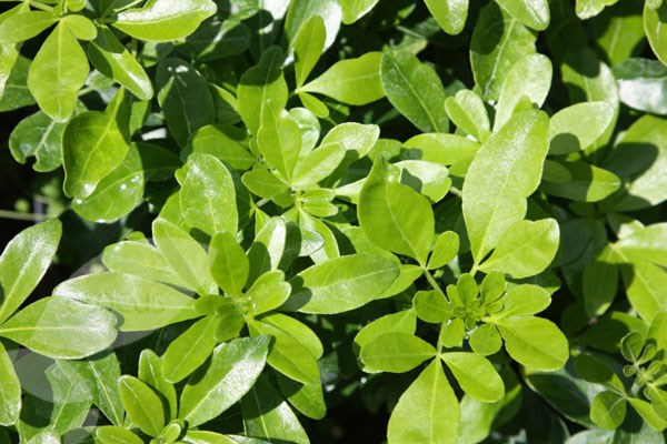 Mexican orange blossom