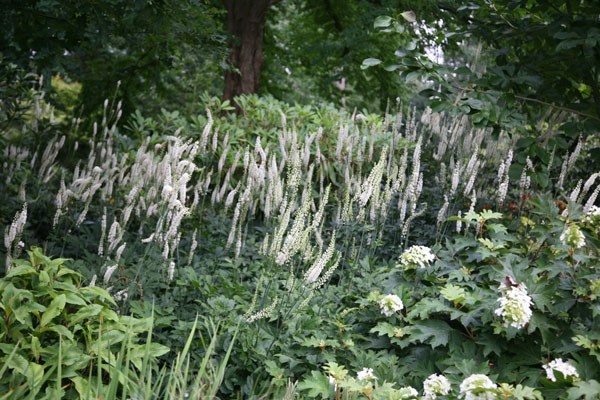 bugbane (syn. Cimicifuga) bugbane (syn. Cimicifuga)