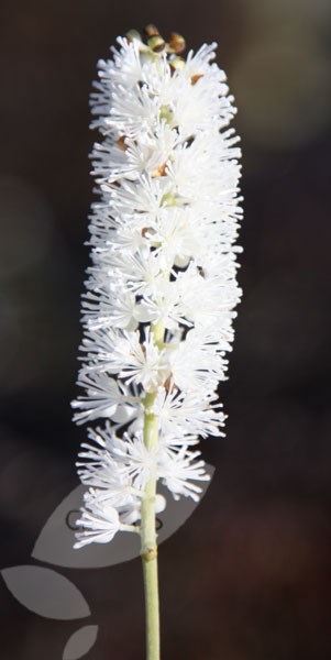 bugbane (syn. Cimicifuga) bugbane (syn. Cimicifuga)