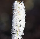 bugbane (syn. Cimicifuga)