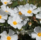 Rock Rose ( Cistus × corbariensis )