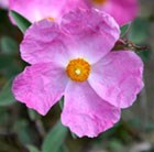 rock rose