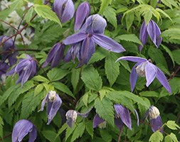 Clematis 'Frankie' (alpine clematis (Group 1))