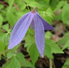 alpine clematis (Group 1)