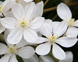 Clematis armandii (clematis (group 1))