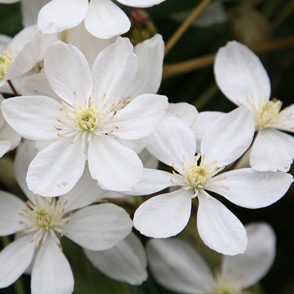 clematis (group 1) clematis (group 1)