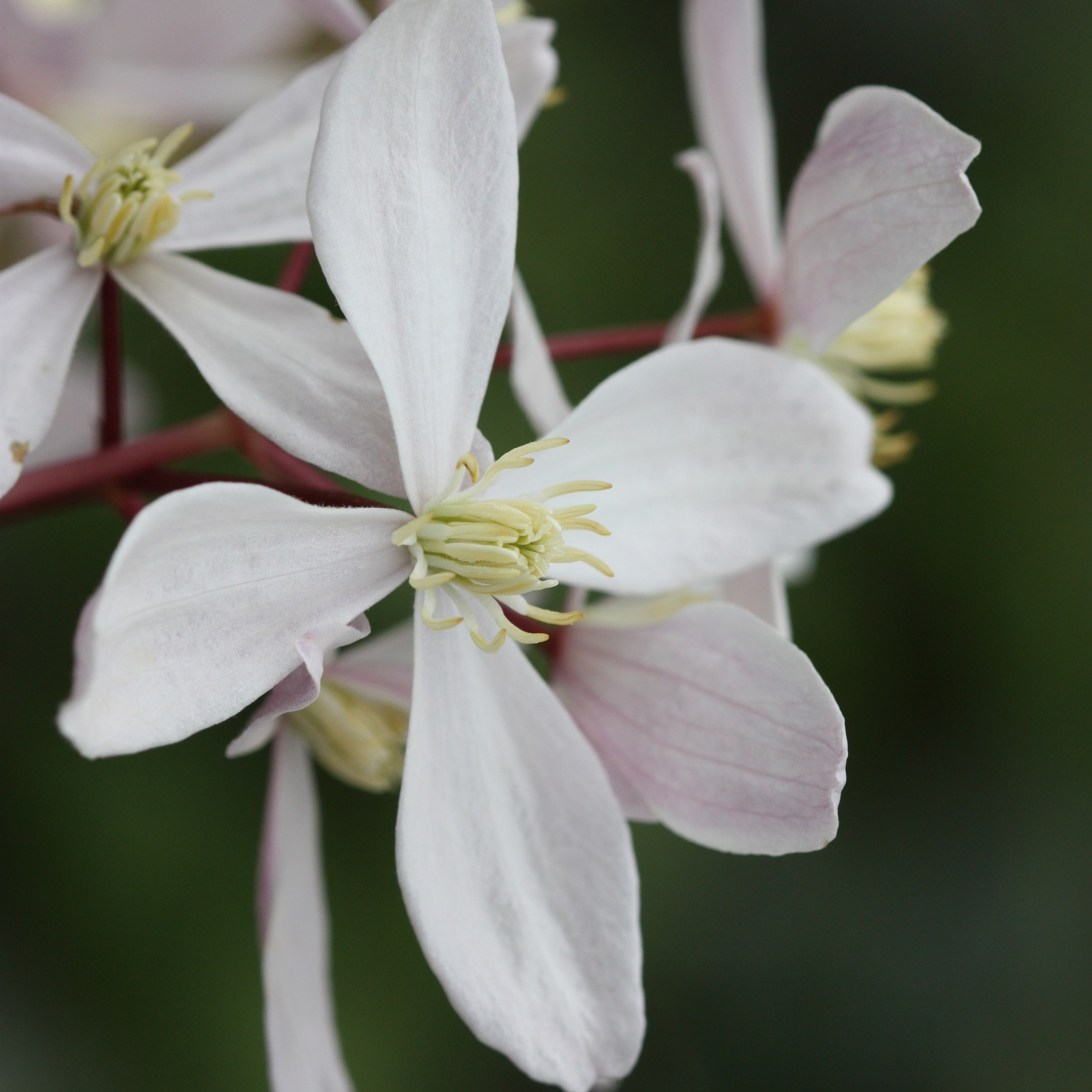 Clematis 'Apple Blossom' (clematis (group 1))