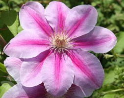 Clematis 'Bees' Jubilee' (clematis (group 2))