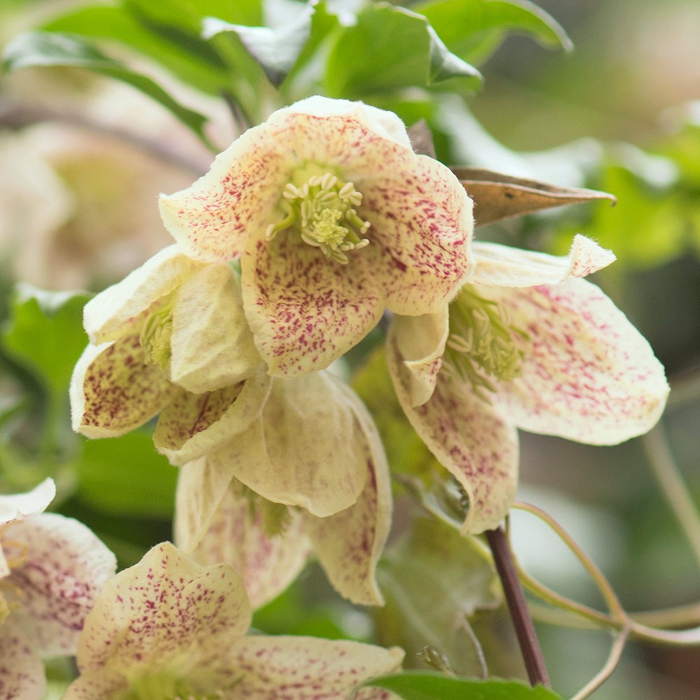 fern-leaved clematis (group 1)