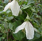clematis (group 1)