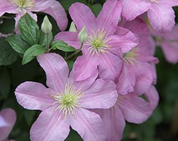 clematis (group 3)