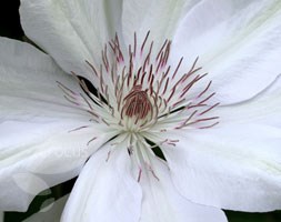Clematis 'Henryi' (clematis (group 2))