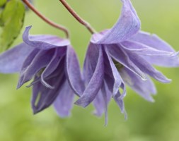 Clematis macropetala ''Lagoon' Jackman 1959' (clematis (group 1))