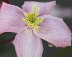 Clematis 'Elizabeth' (clematis (group 1))