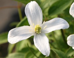 Clematis montana var. grandiflora (clematis (group 1))