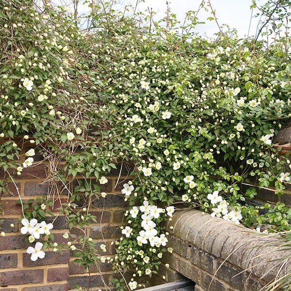 clematis (group 1)