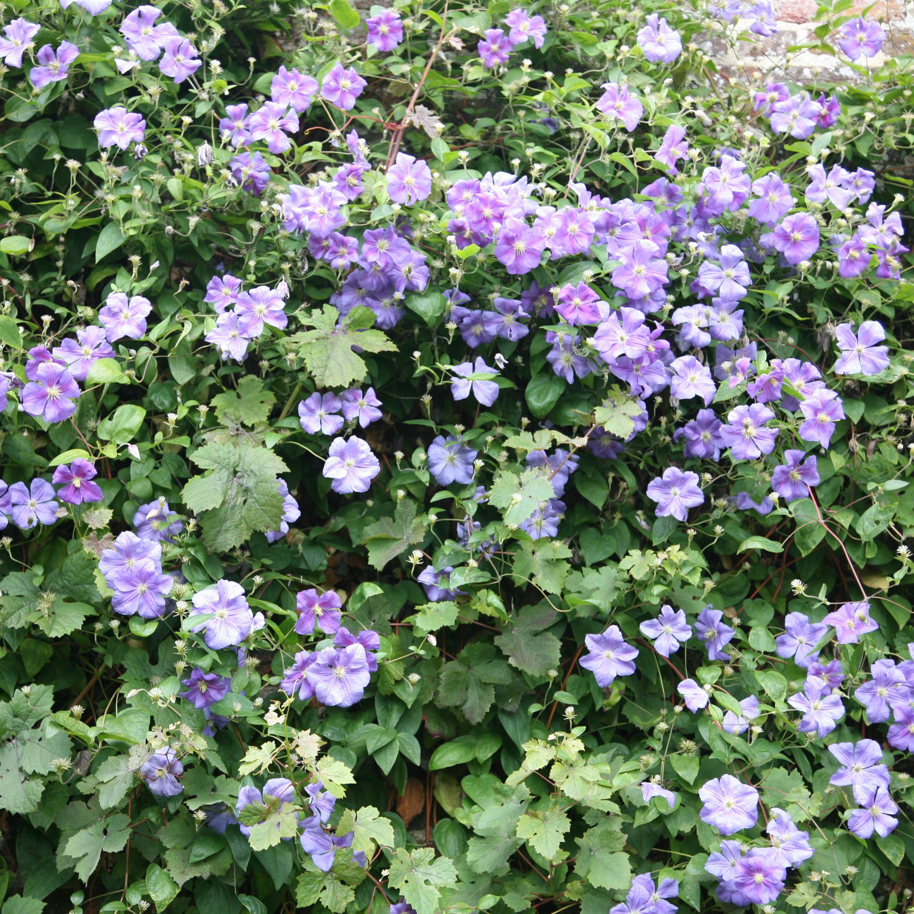 clematis (group 3)