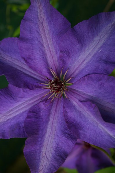 clematis (group 2)