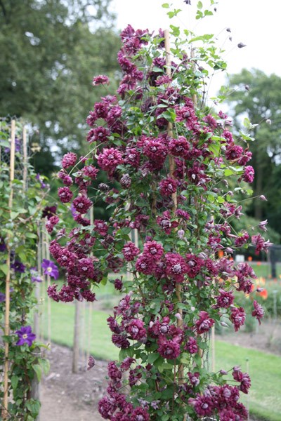 clematis (group 3)
