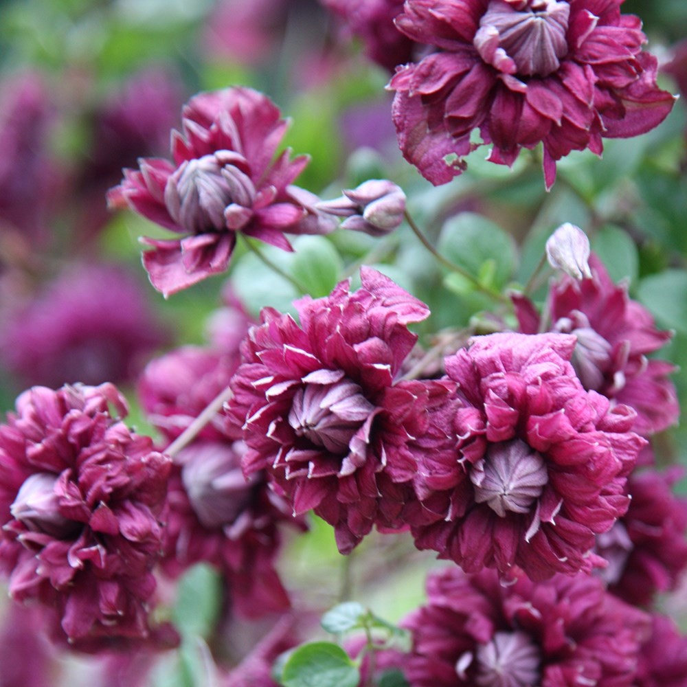 clematis (group 3)