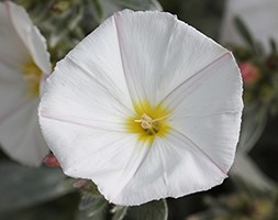 Convolvulus cneorum (convolvulus)