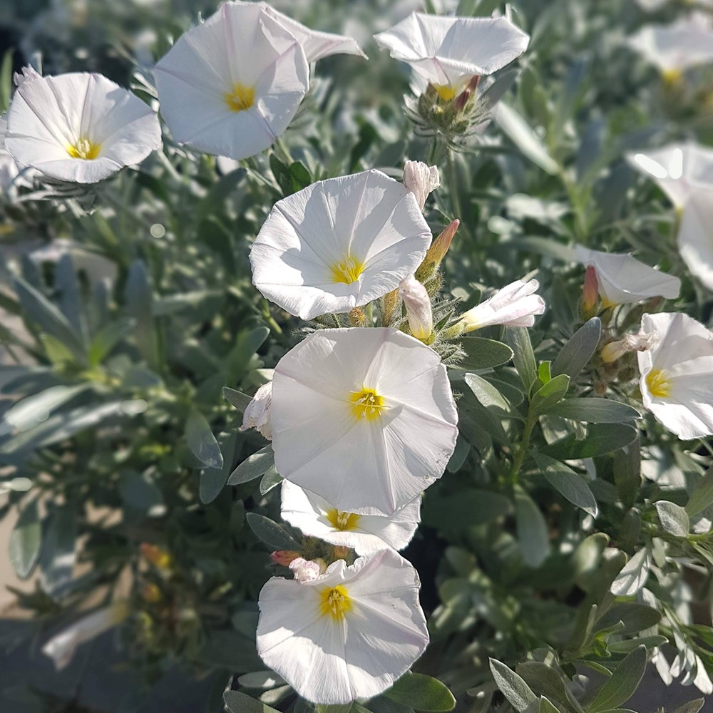 convolvulus