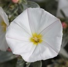 convolvulus