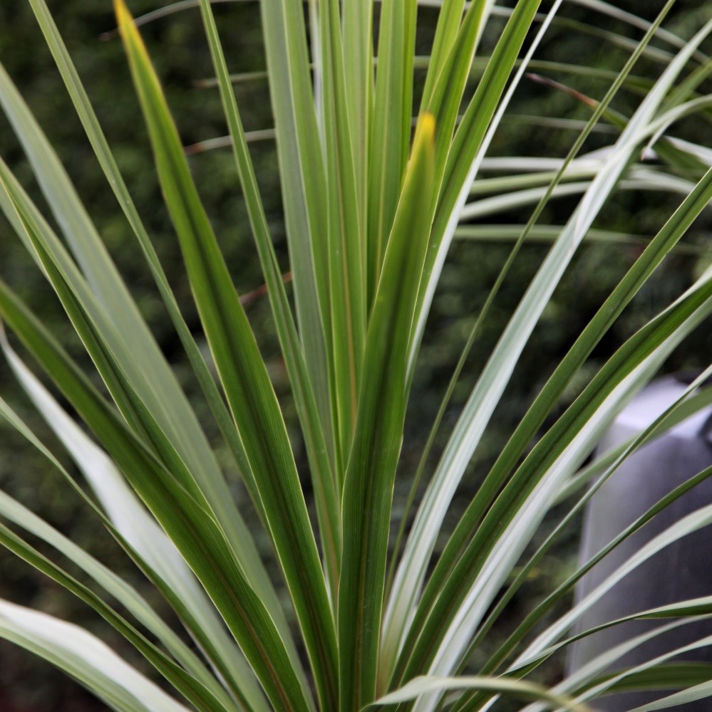 cabbage tree