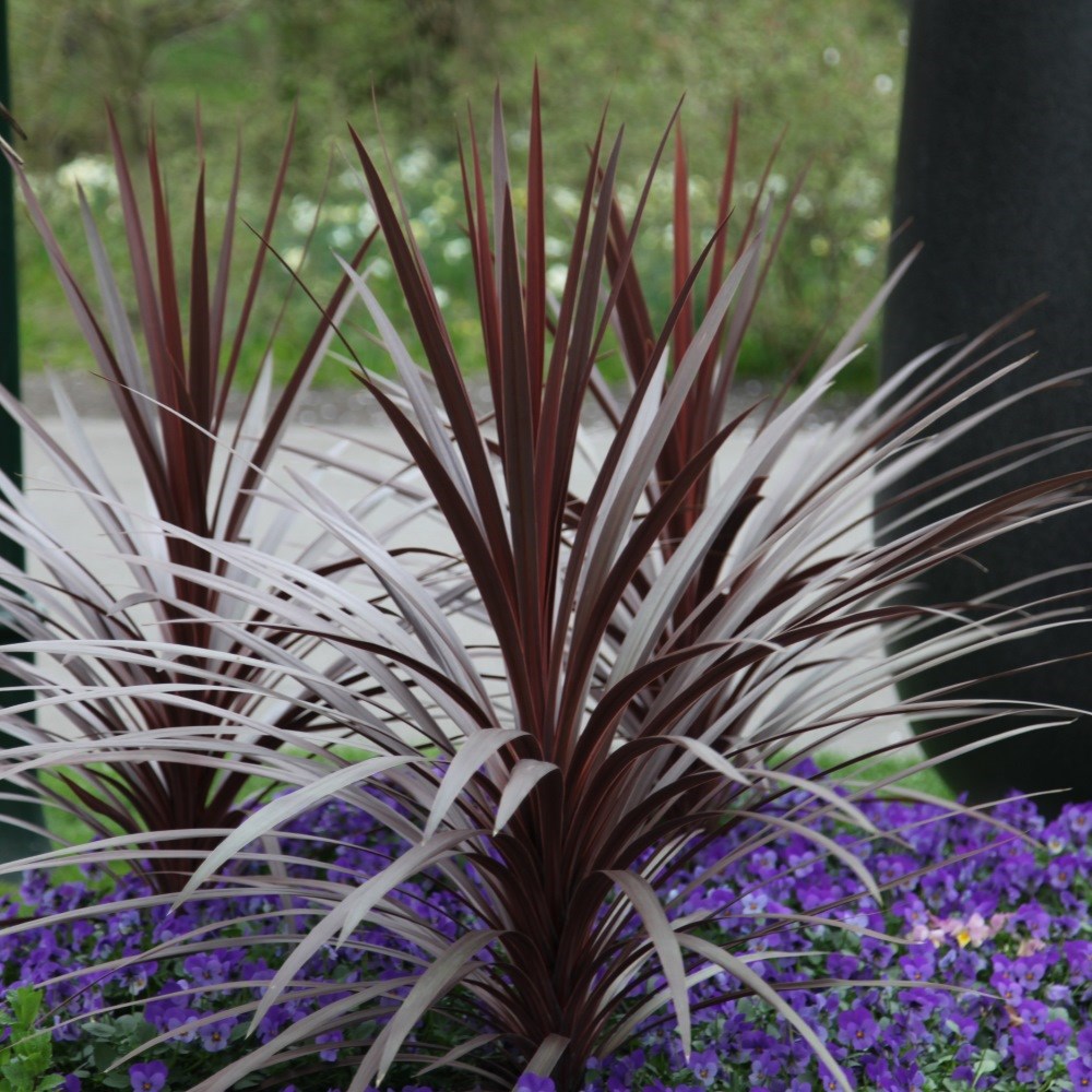 cabbage tree