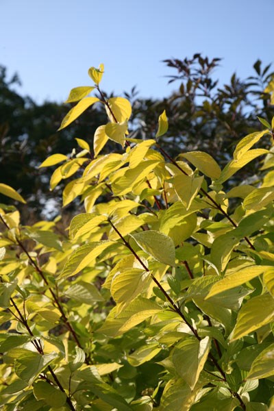red-barked dogwood