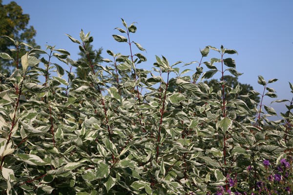 red-barked dogwood
