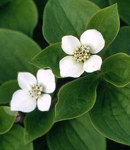 Cornus canadensis (creeping dogwood)