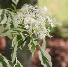 wedding cake tree