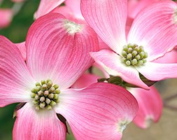 Cornus florida f. rubra (flowering dogwood)