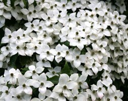 Cornus kousa var. chinensis (Chinese dogwood)