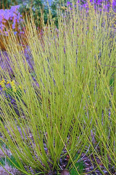 golden twig dogwood