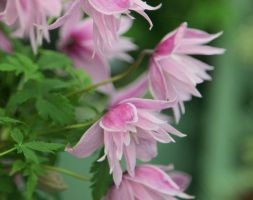Clematis 'Markham's Pink' (clematis (group 1))