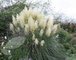 pampas grass