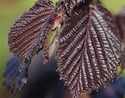 Corylus maxima 'Purpurea' (filbert)