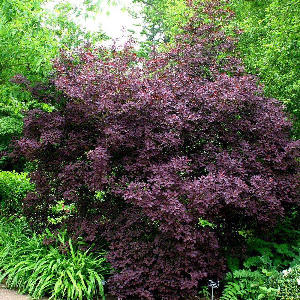 smoke bush