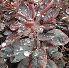 smoke bush