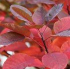 smoke bush