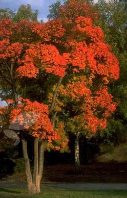 American smoke bush