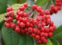Cotoneaster