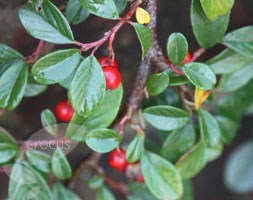 Cotoneaster dammeri (cotoneaster)