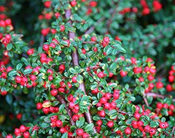 Cotoneaster x suecicus 'Coral Beauty' (coral beauty cotoneaster)