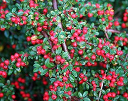 Cotoneaster horizontalis (cotoneaster)