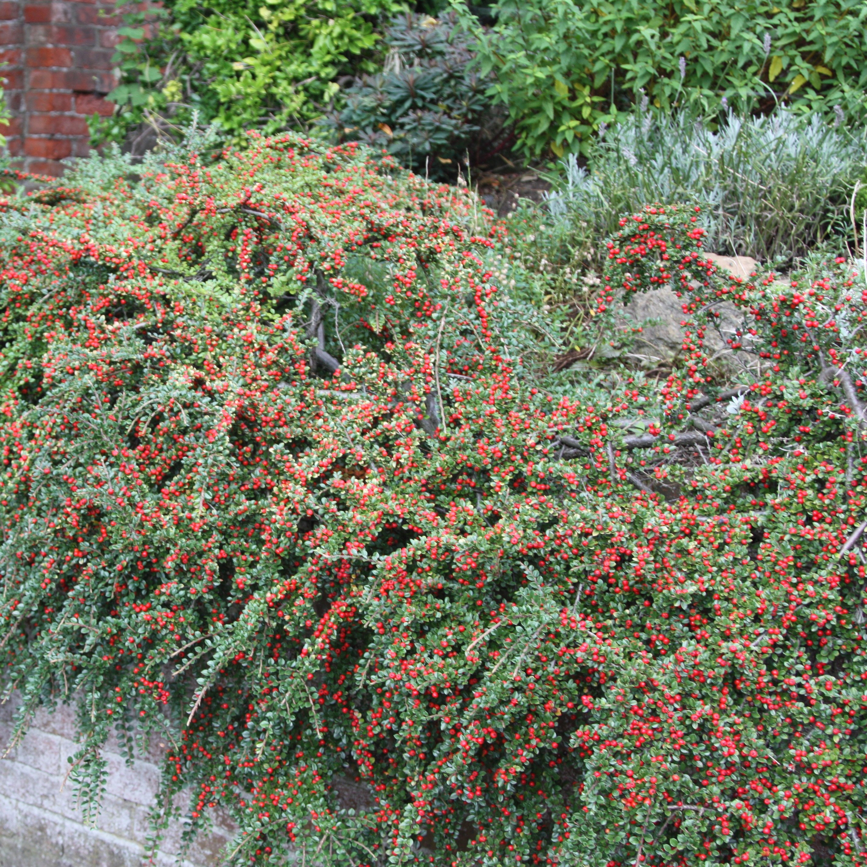 cotoneaster