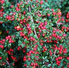 cotoneaster