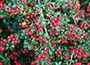 Cotoneaster